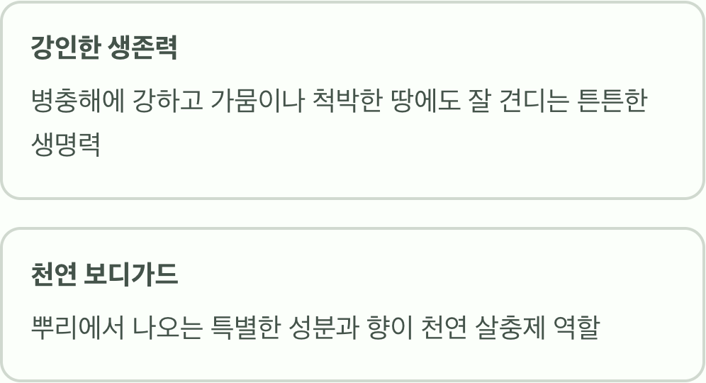 스스로 자라는 꽃? 만수국의 놀라운 생명력