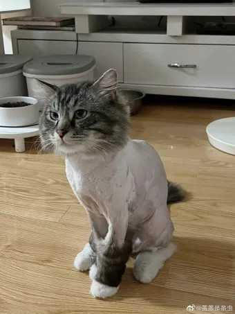 &amp;quot;고양이