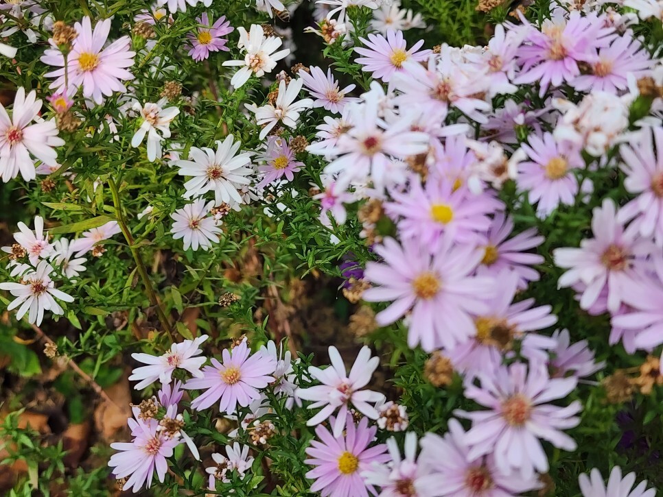 아스타 Aster는 쑥부쟁이를 원예용으로 개량한 꽃