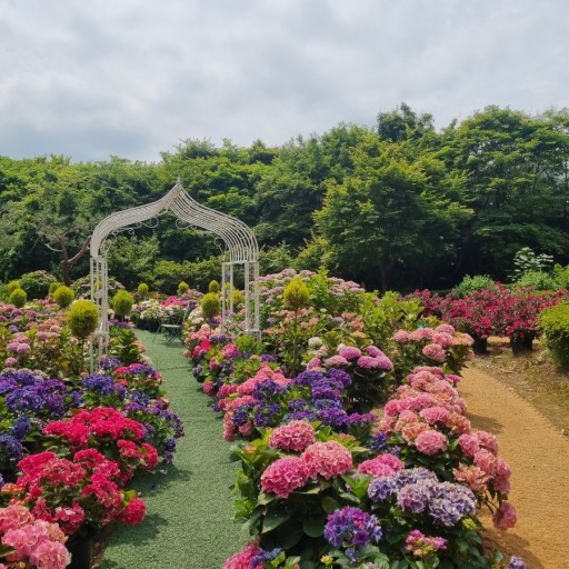 율봄식물원 수국