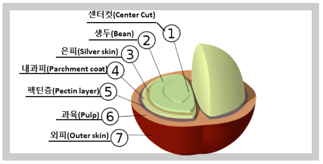 커피열매구조