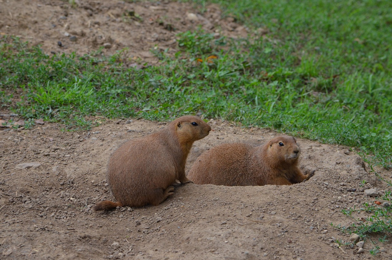 소리에 민감한 프레리도그
