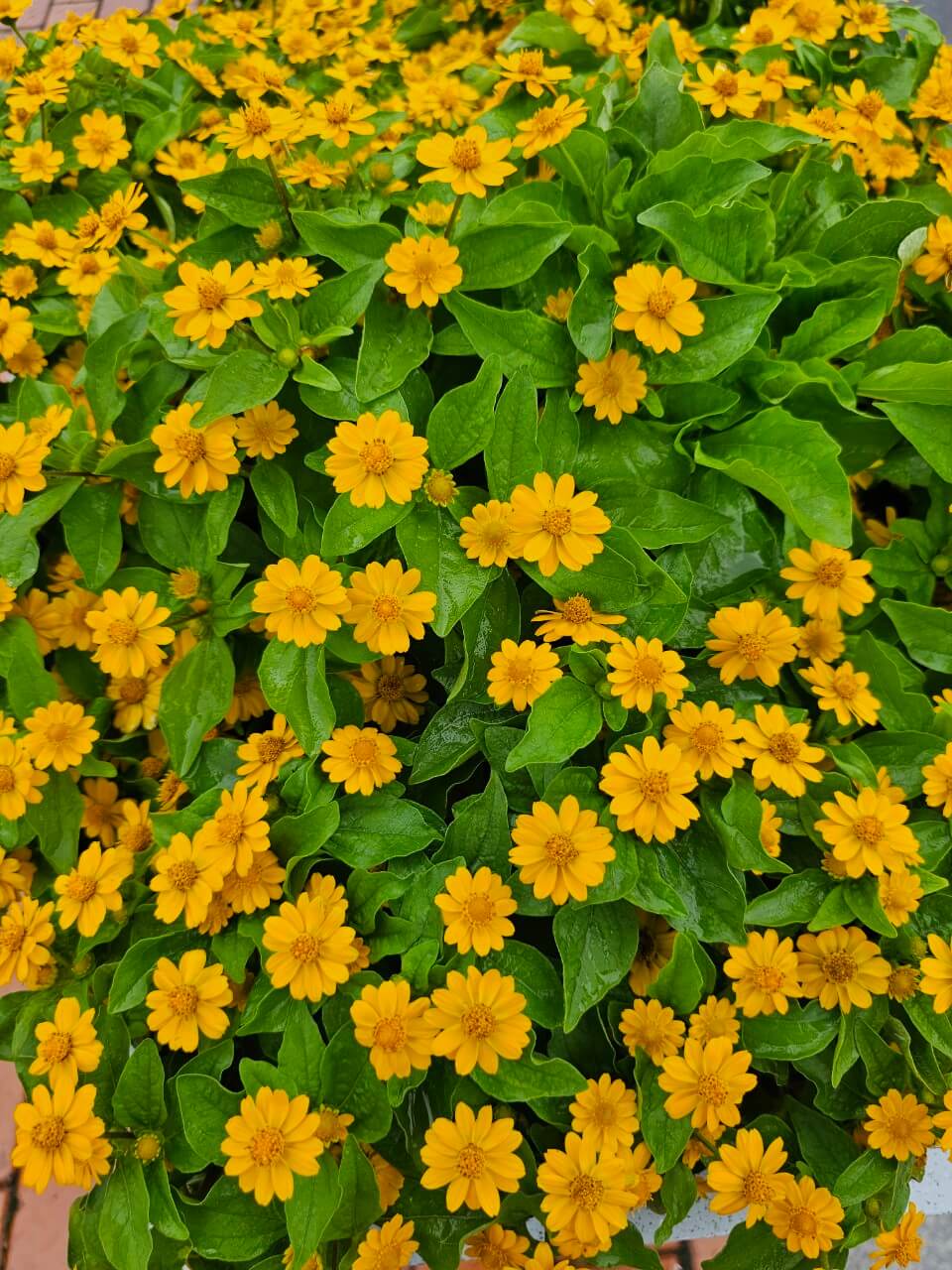 사회복지학과 학생 필독 장애인 복지