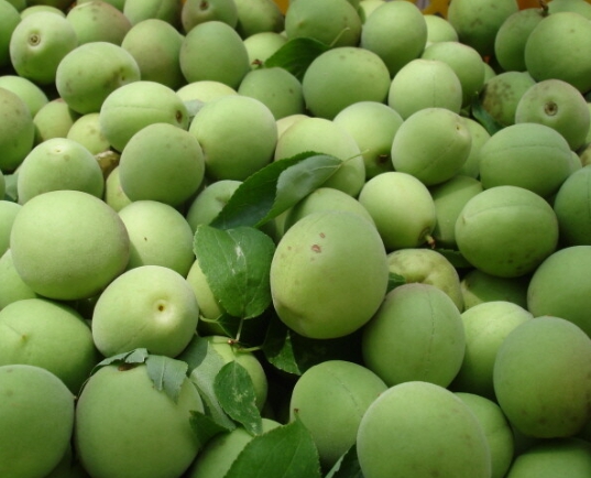 청매실황매실매실청