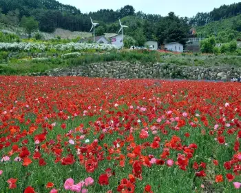 원주 용수골 꽃양귀비 축제_22