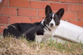 카디건 웰시코기 사진/출처:어도비스톡