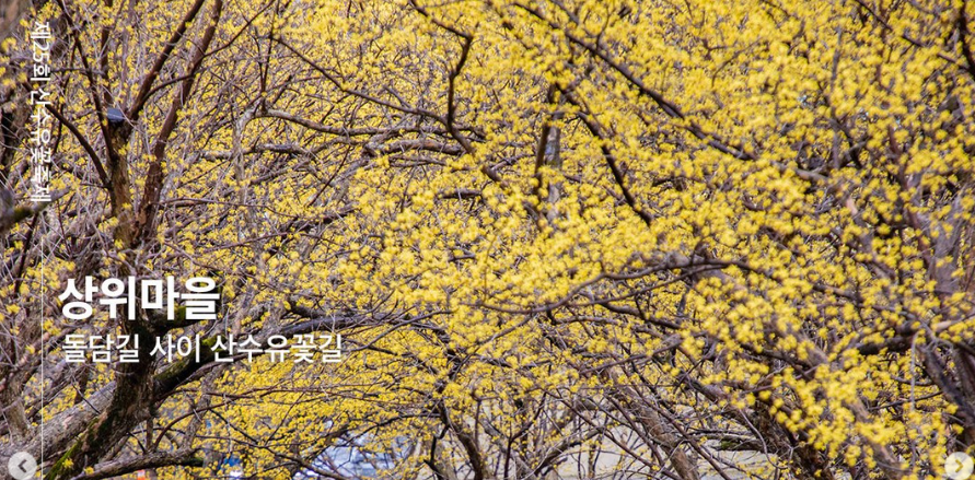 구례산수유꽃축제 기본정보