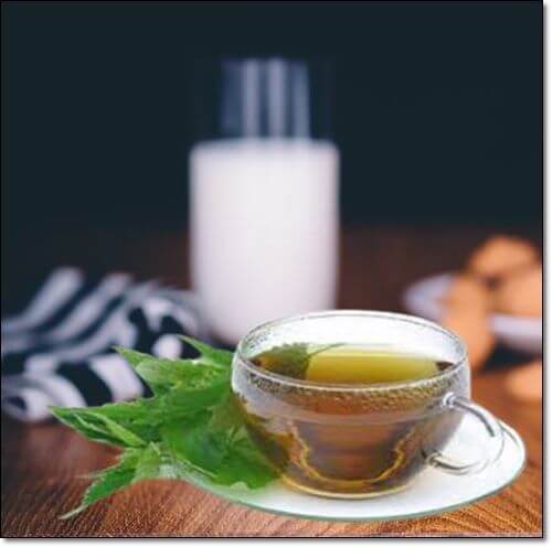 쐐기풀 차 효능