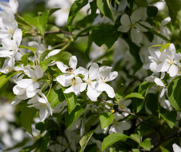 처음 시작하는 가드닝, 키우기 쉬운 정원수 BEST 10