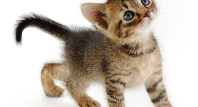 올려다보고 있는 새끼 고양이.