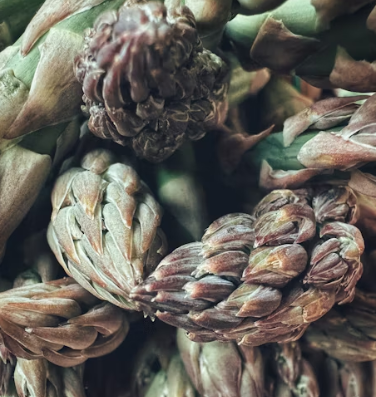 아스파라거스 효능 사랑받는 6가지 고르는법 부작용