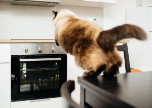 오븐을 향해 점프하는 고양이