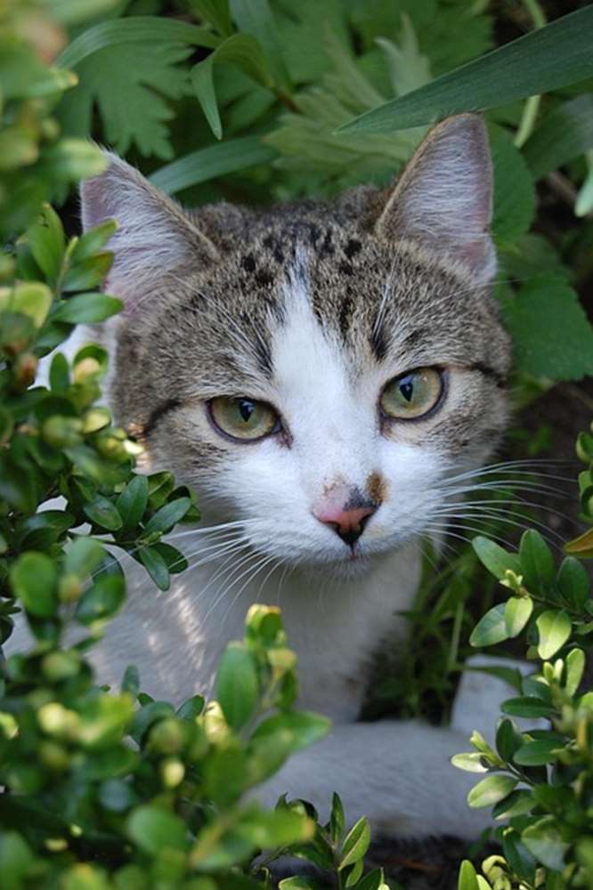 “집사가 꼭 알아야 할 고양이 독성 식물과 안전한 식물 가이드”