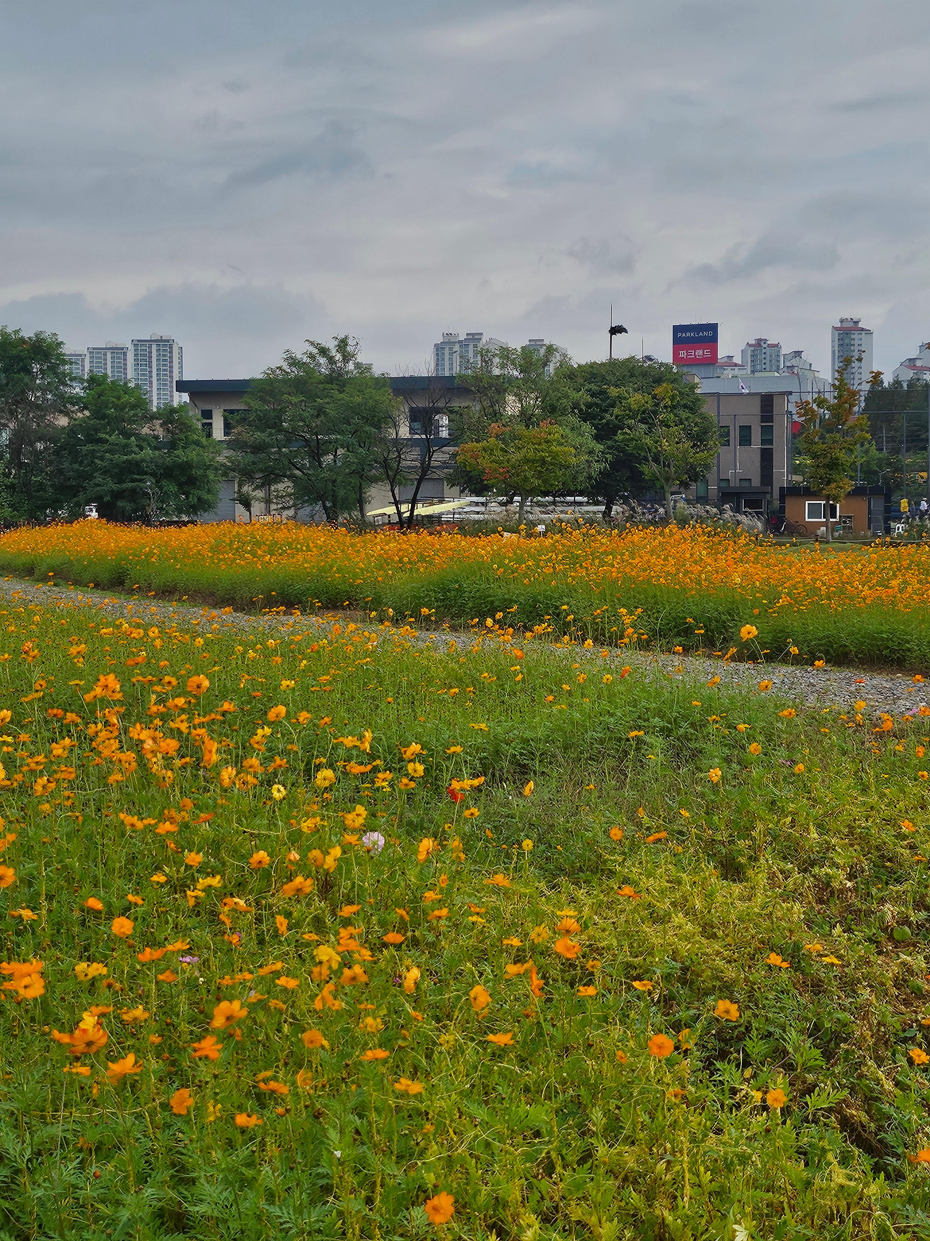 기흥호수공원에서 만난 가을, 코스모스 닮은 금계국이 물들인 풍경