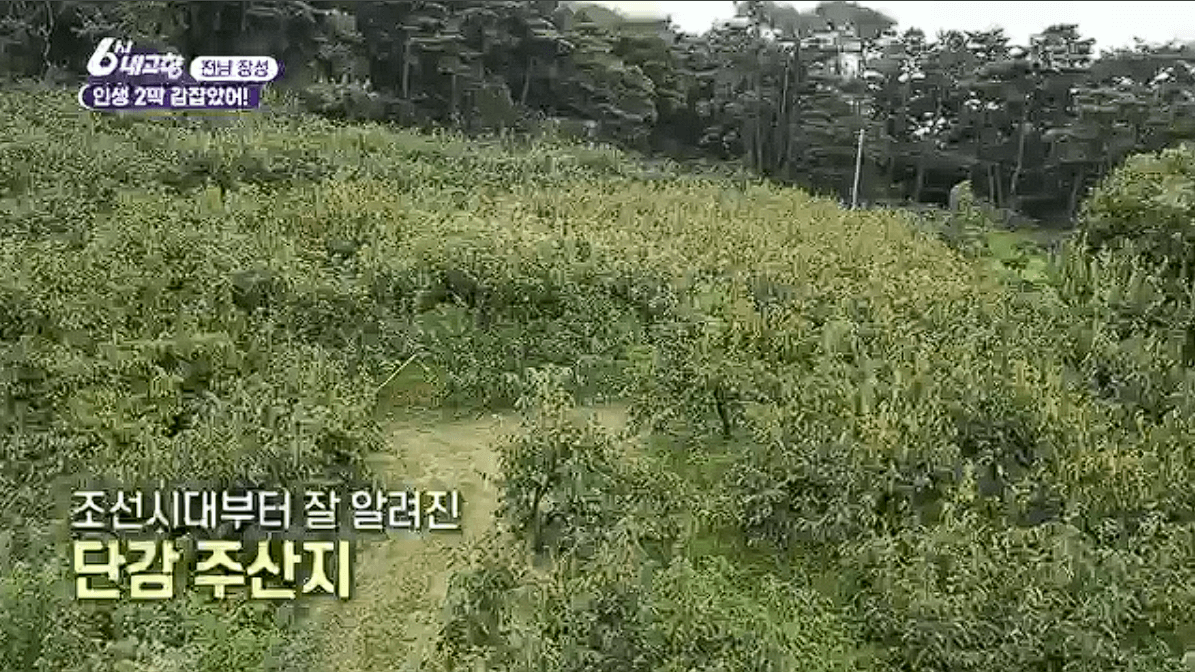 전남 장성 감농장 대안감 &amp;#39;동화나라농장&amp;#39;