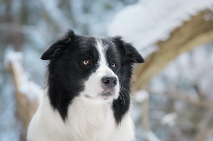 보더 콜리 사진