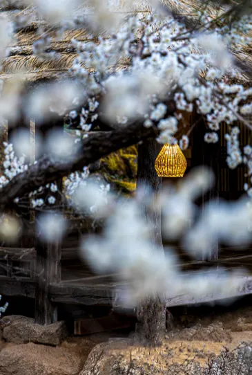 2024 광양매화축제 행사 안내