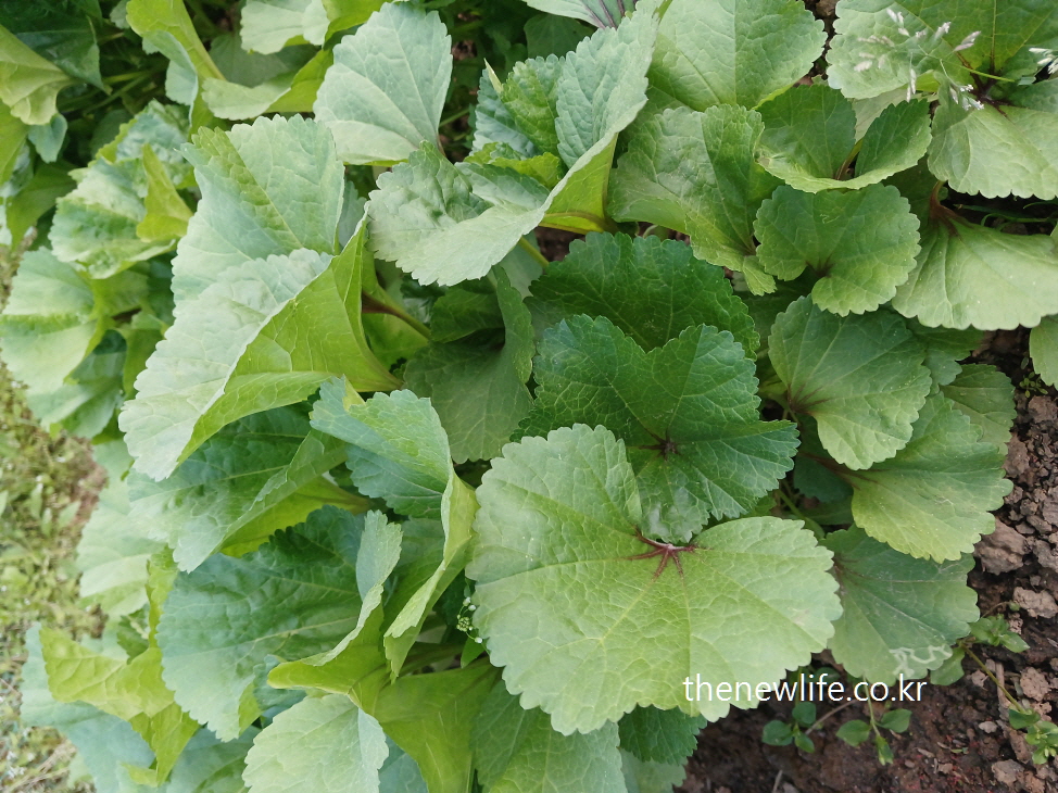 Fresh young mallow leaves growing close to the ground-땅 가까이에 싱그럽게 자란 어린 아욱 잎의 모습