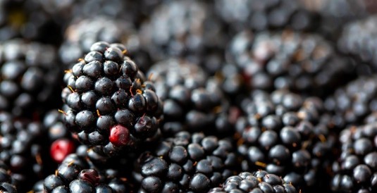 뽕나무 열매 오디 효능부터 부작용, 먹는법, 술 담그는법까지 완벽정리