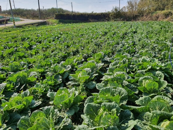 청농원 배추밭