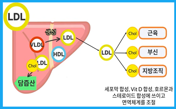 LDL 콜레스테롤을 낮추는 방법