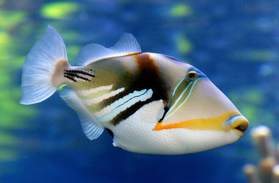 피카소피쉬(Lagoon Triggerfish)