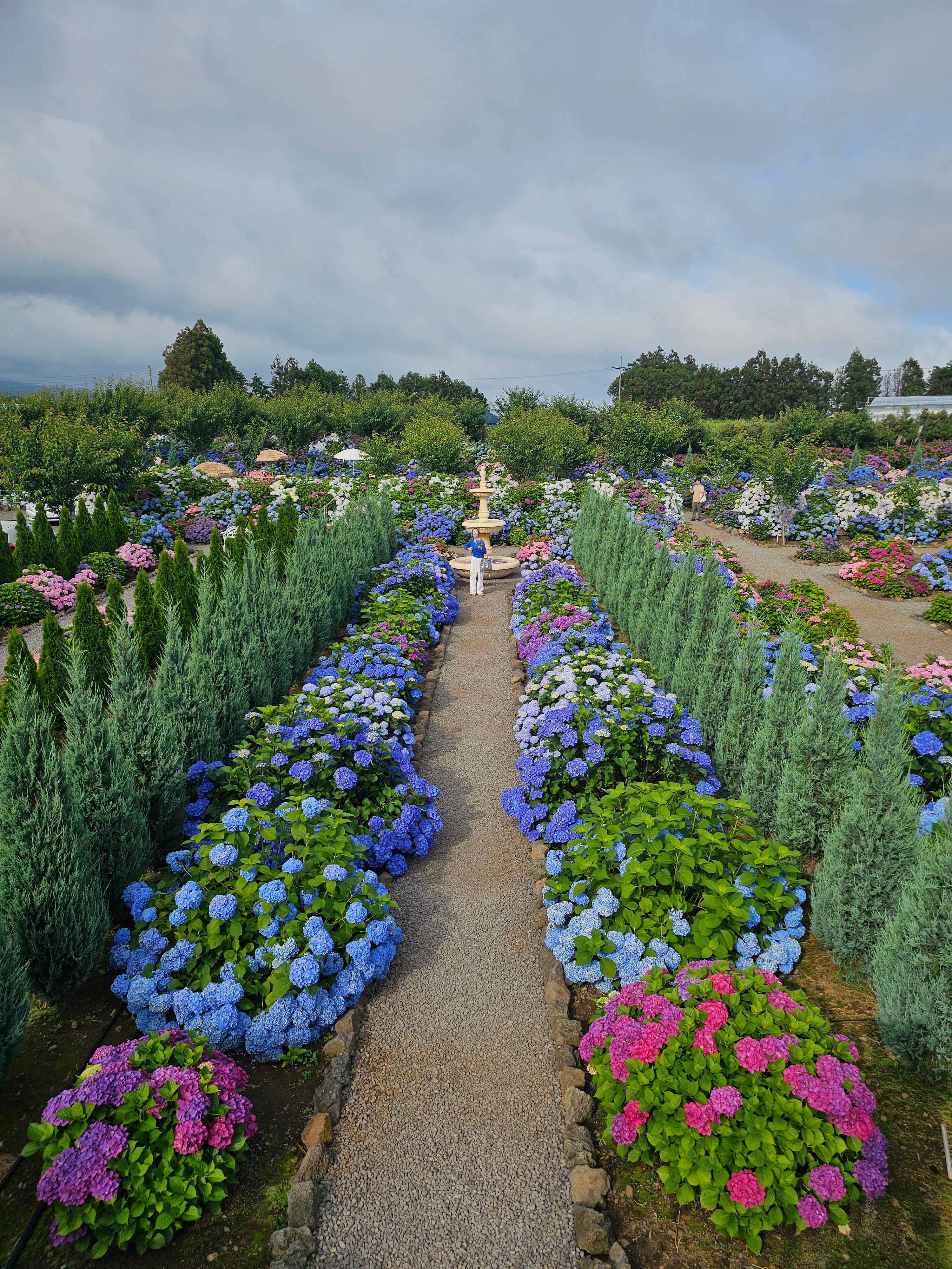답다니 수국밭 2번쨰 방문!!