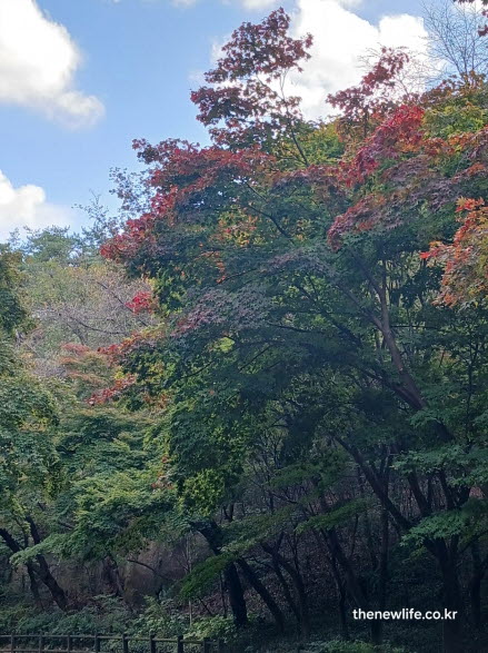 서울 단풍 명소 남산 숲길의 가을 풍경