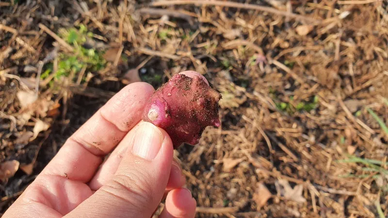 돼지감자 재배 종구 선택 배수로 만들기 수확 건조_9