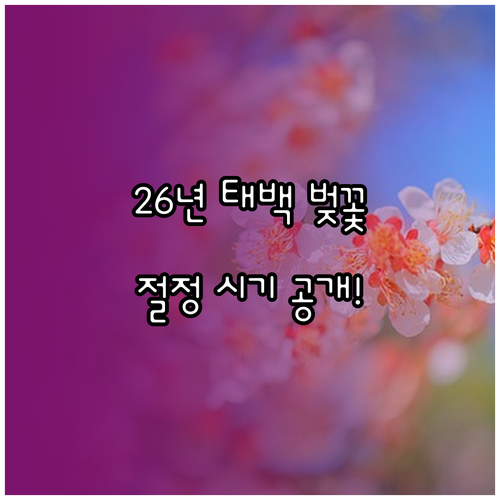 2026년 태백 벚꽃 개화 시기 및 ..