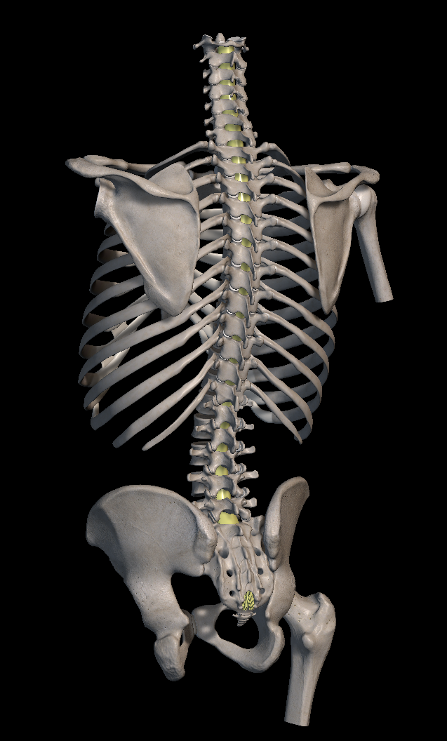 척추관 협착증 증상