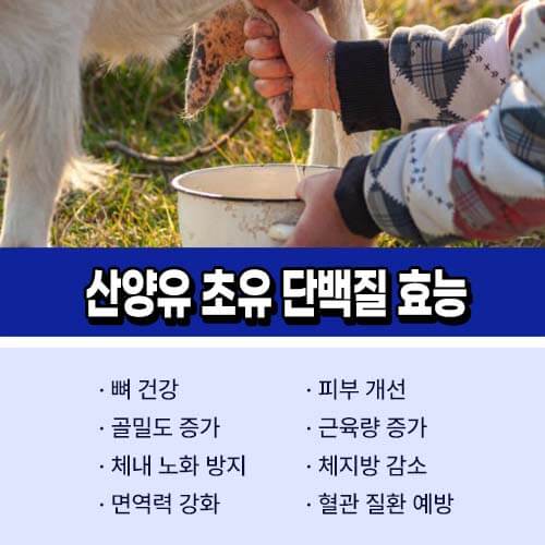산양유_초유_단백질_효능