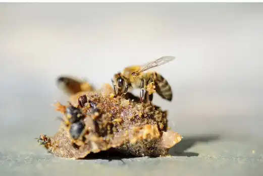 프로폴리스 효능효과 영양성분과 부작용