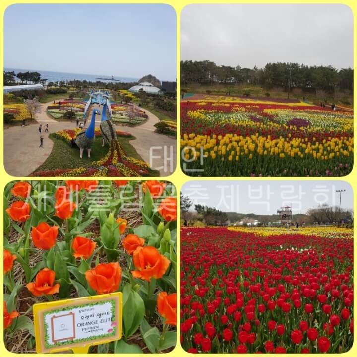 태안 서계튤립꽃박람회