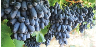 8월 제철음식 블랙사파이어