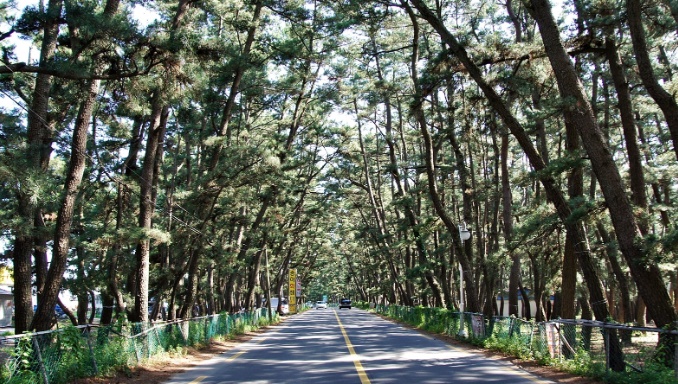 전촌솔밭해변