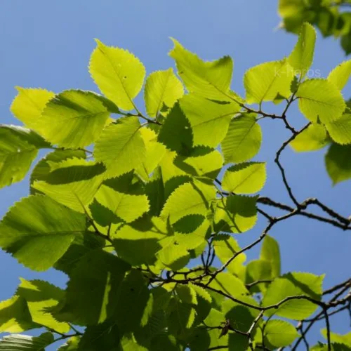 느릅나무 전초 (잎과 줄기)