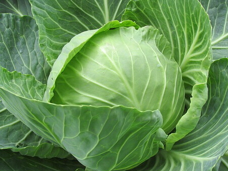 양배추3