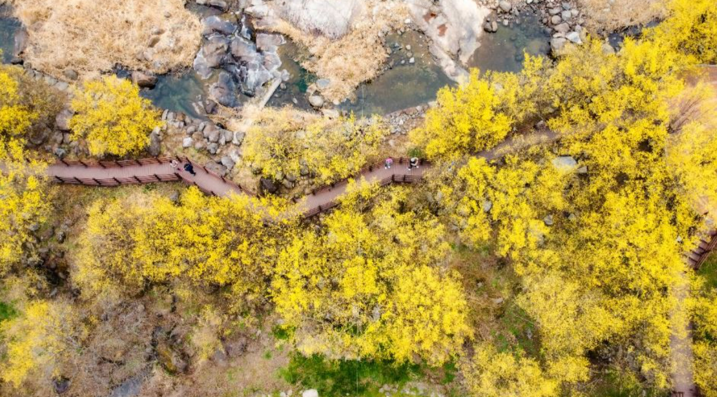 구례 산수유마을