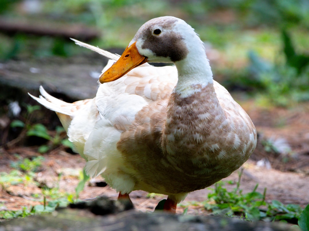 Han Duck-soo