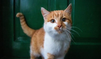 추천 제품 &amp; 사용 팁 관련 사진