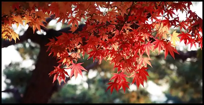 2024년 내장산 단풍절정시기