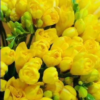 프리지아 수선화 꽃말 꽃다발 선물 의미_20