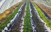 농민수당 신청자격 확인 및 지급 신청