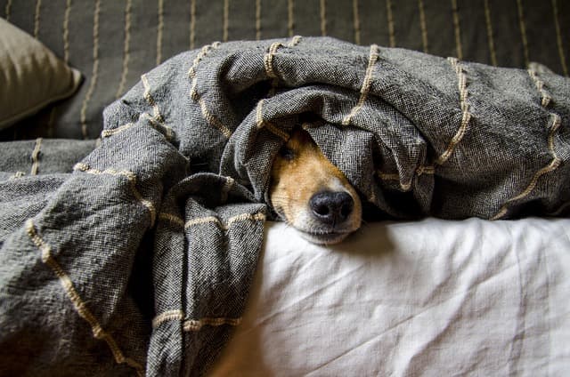 canine atopic dermatitis