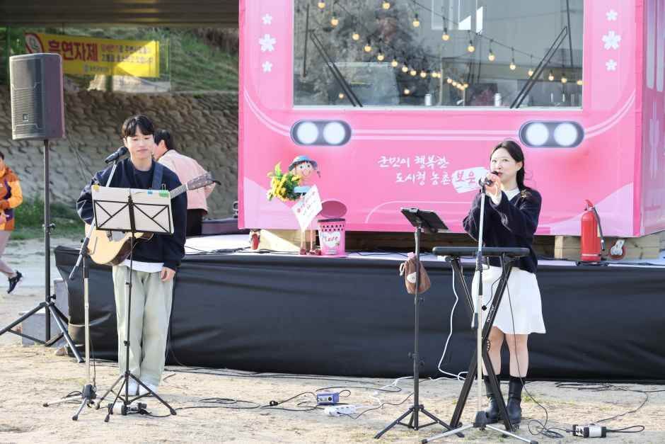 보은 벚꽃길 축제 2026 완벽 가이드