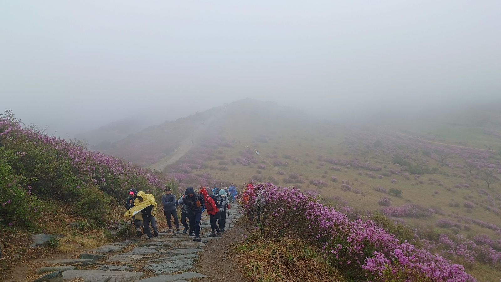 합천 황매산 철쭉33