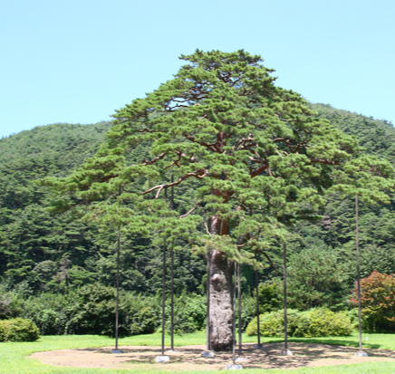 보은 가볼만한곳 베스트10