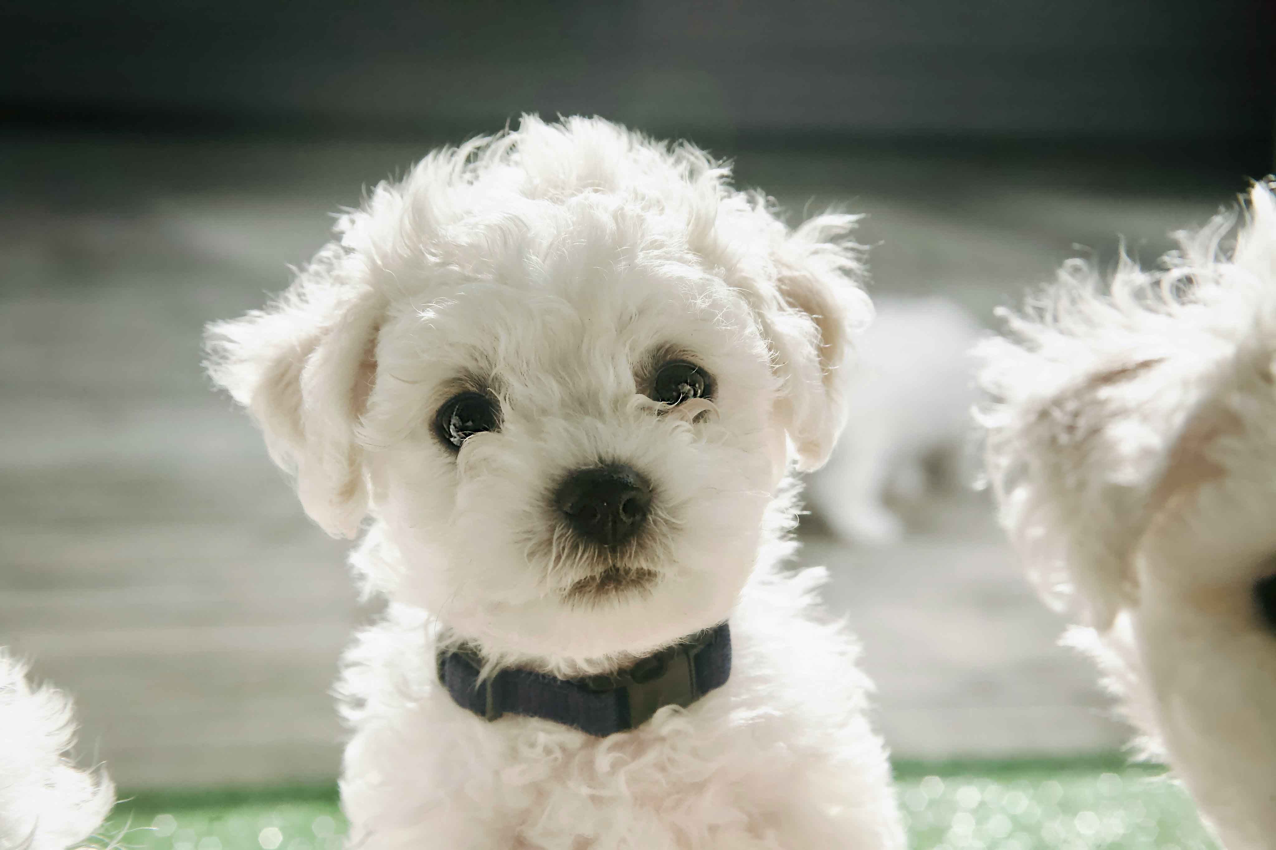 하얀 반려동물 관련 사진