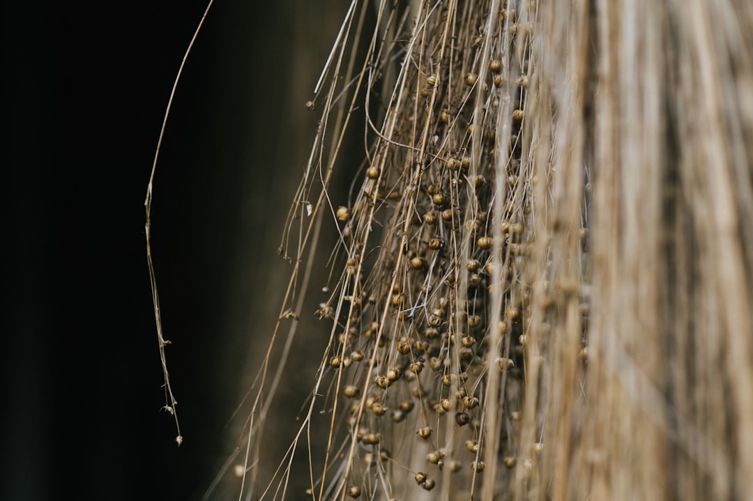 Fiber